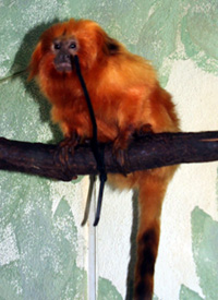 Leontopithecus Rosalia (fotograferet af Tricia Jones)